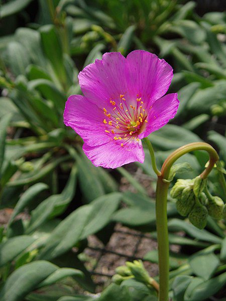 CISTANTHE GRANDIFLORA - ODMIANA BRIGHTNESS - obrazek 2