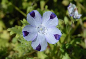 PORCELANKA BŁĘKITNA - NEMOPHILA MACULATA