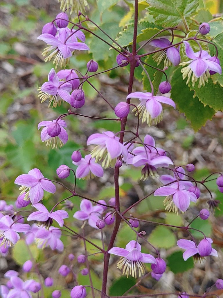 RUTEWKA DELAVAY'A- THALICTRUM DELAVAYI - obrazek 5