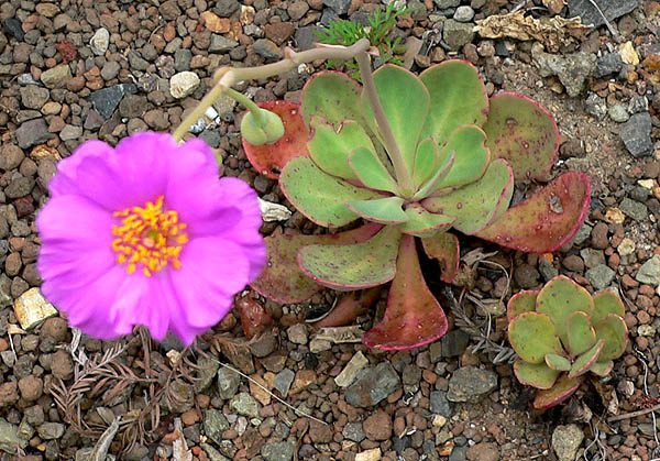 CISTANTHE GRANDIFLORA - ODMIANA BRIGHTNESS - obrazek 6