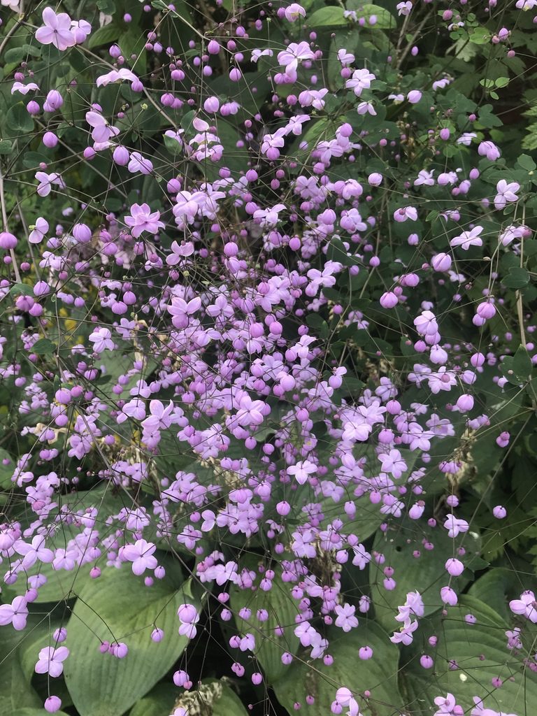 RUTEWKA DELAVAY'A- THALICTRUM DELAVAYI - obrazek 6