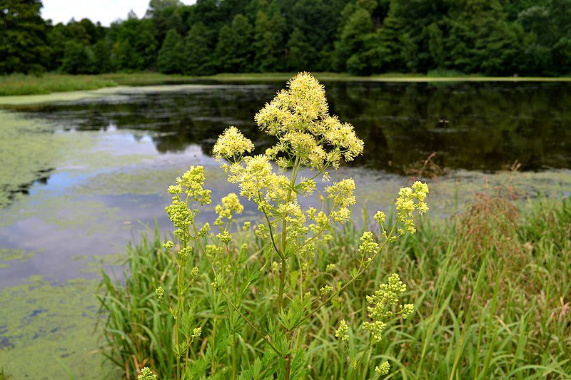 RUTEWKA ŻÓŁTA- THALICTRUM FLAVUM - obrazek 5