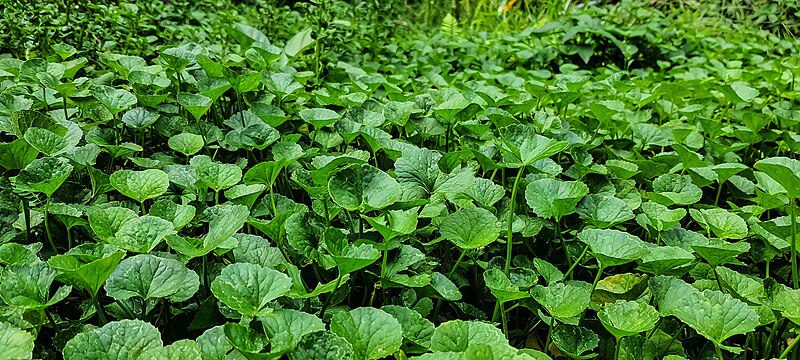 WĄKROTKA AZJATYCKA - GOTU KOLA - CENTELLA ASIATICA - obrazek 3