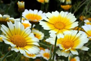 ZŁOCIEŃ WIEŃCOWY LECZNICZY - CHRYSANTHEMUM CORONARIUM - CHOP SUEY