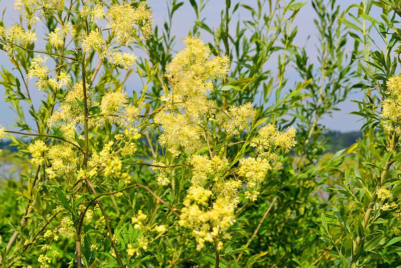 RUTEWKA ŻÓŁTA- THALICTRUM FLAVUM - obrazek 4