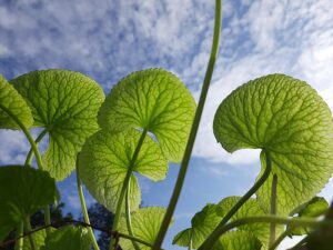 WĄKROTKA AZJATYCKA - GOTU KOLA - CENTELLA ASIATICA