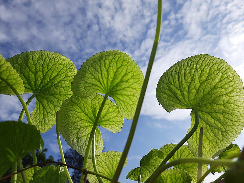 WĄKROTKA AZJATYCKA - GOTU KOLA - CENTELLA ASIATICA