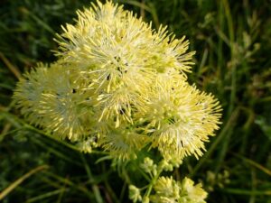 RUTEWKA ŻÓŁTA- THALICTRUM FLAVUM