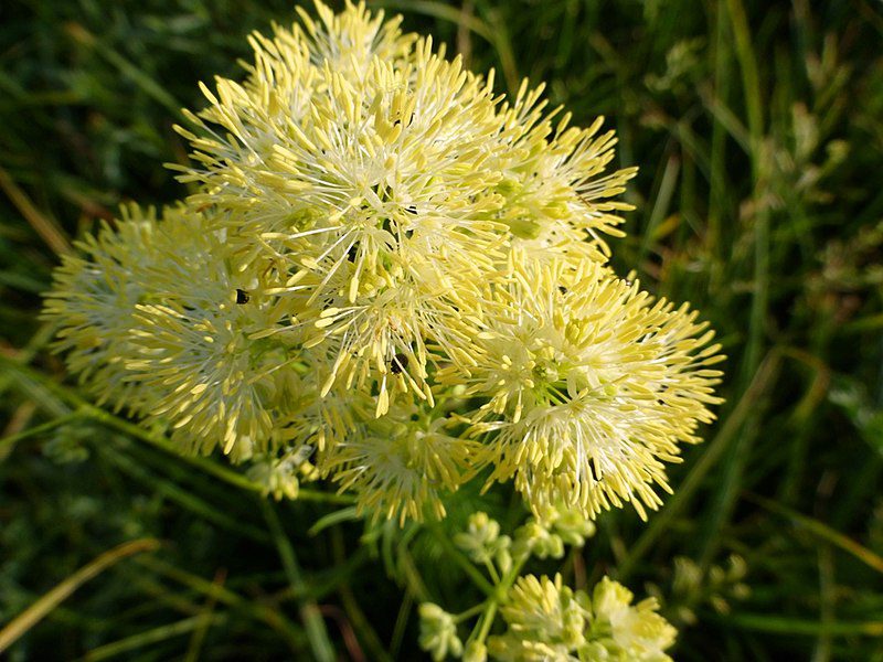 RUTEWKA ŻÓŁTA- THALICTRUM FLAVUM
