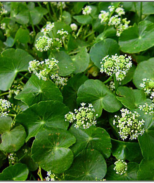 WĄKROTKA AZJATYCKA - GOTU KOLA - CENTELLA ASIATICA - obrazek 2