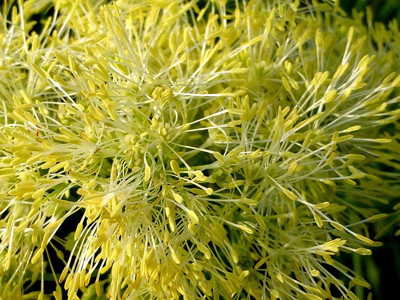 RUTEWKA ŻÓŁTA- THALICTRUM FLAVUM - obrazek 3