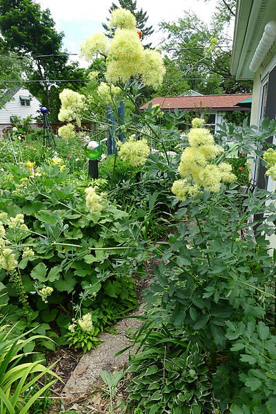 RUTEWKA ŻÓŁTA- THALICTRUM FLAVUM - obrazek 2