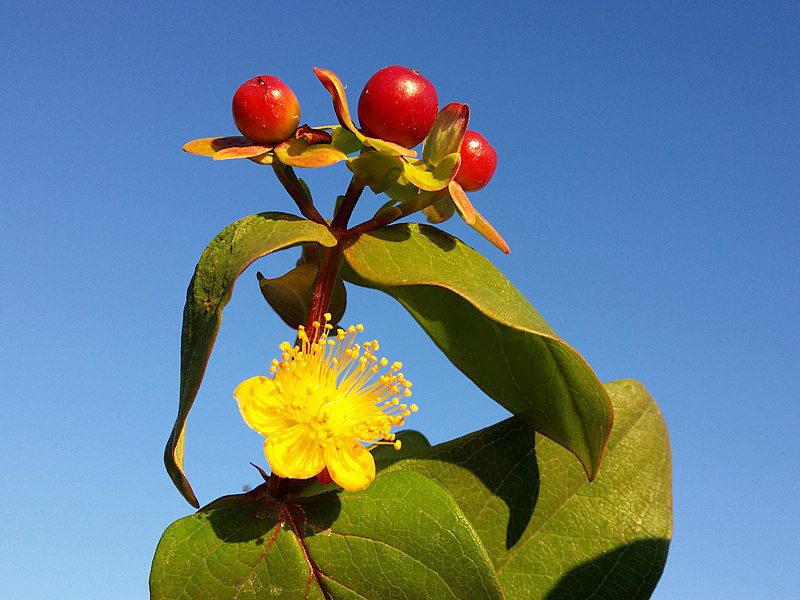 DZIURAWIEC BARWIERSKI - HYPERICUM ANDROSAEMUM - obrazek 5