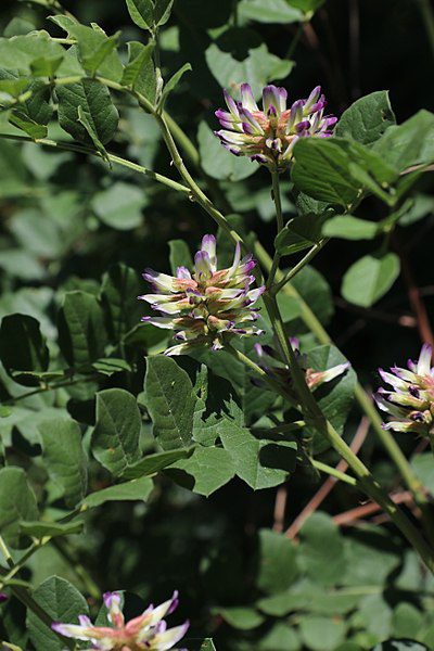 LUKRECJA URALSKA - GLYCYRRHIZA URALENSIS -SŁODZIK - obrazek 2