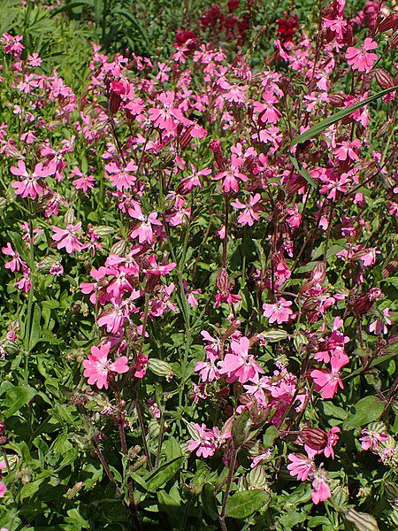 LEPNICA ZWARTA - SILENE COMPACTA - obrazek 5