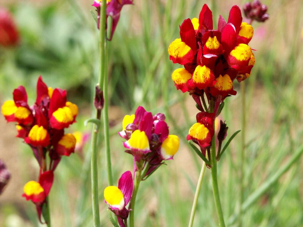 LNICA PINIFOLIA - LINARIA PINIFOLIA - obrazek 3