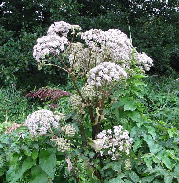 ARCYDZIĘGIEL CHIŃSKI - ŻEŃSKI ŻEŃ-SZEŃ - ANGELICA SINENSIS - DONG QUAI - obrazek 2