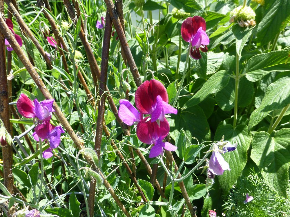 GROSZEK PACHNĄCY DWUKOLOROWY - LATHYRUS ODORATUS GRANDIFLORA CUPANI - obrazek 2