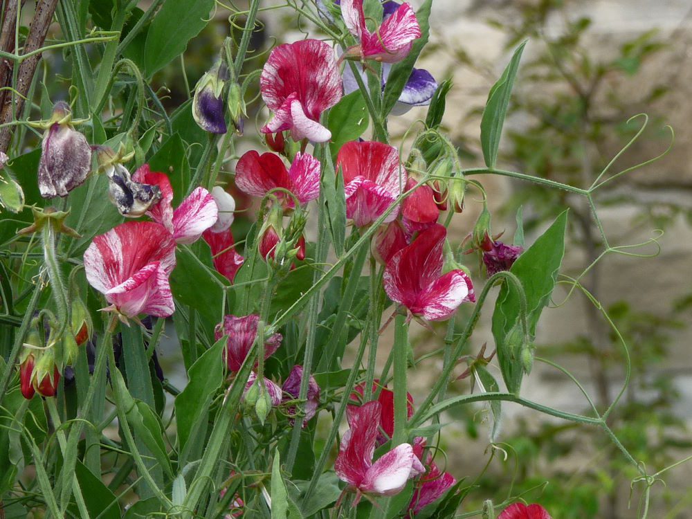 GROSZEK PACHNĄCY PASIASTY RÓŻOWY - LATHYRUS ODORATUS GRANDIFLORA AMERICA - obrazek 2