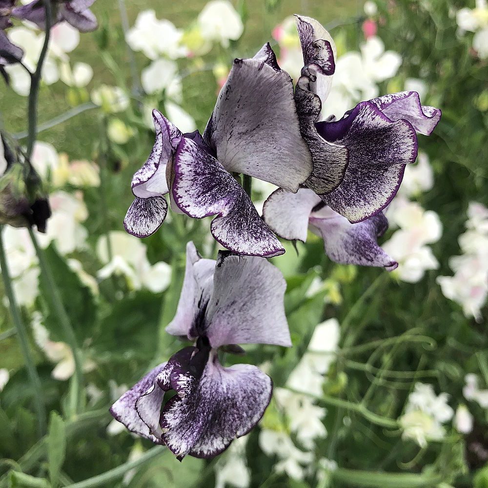 GROSZEK PACHNĄCY FIOLETOWO-SREBRNY - LATHYRUS ODORATUS SPENCER NIMBUS - obrazek 2