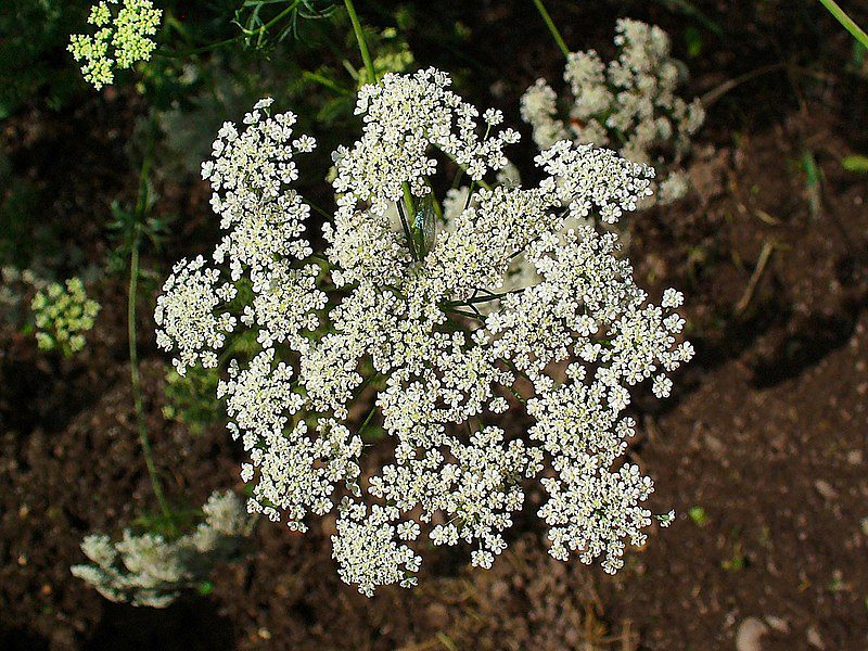 AMINEK WIELKI - NA ŁUSZCZYCĘ - AMMI MAJUS - obrazek 4