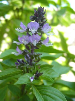 BAZYLIA CYNAMONOWA - OCIMUM BASILICUM - CINAMONETTE