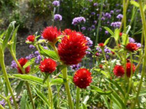 WIECZNIK KULISTY CZERWONY-GOMPHRENA HAAGEANA STRAWBERRY FIELDS