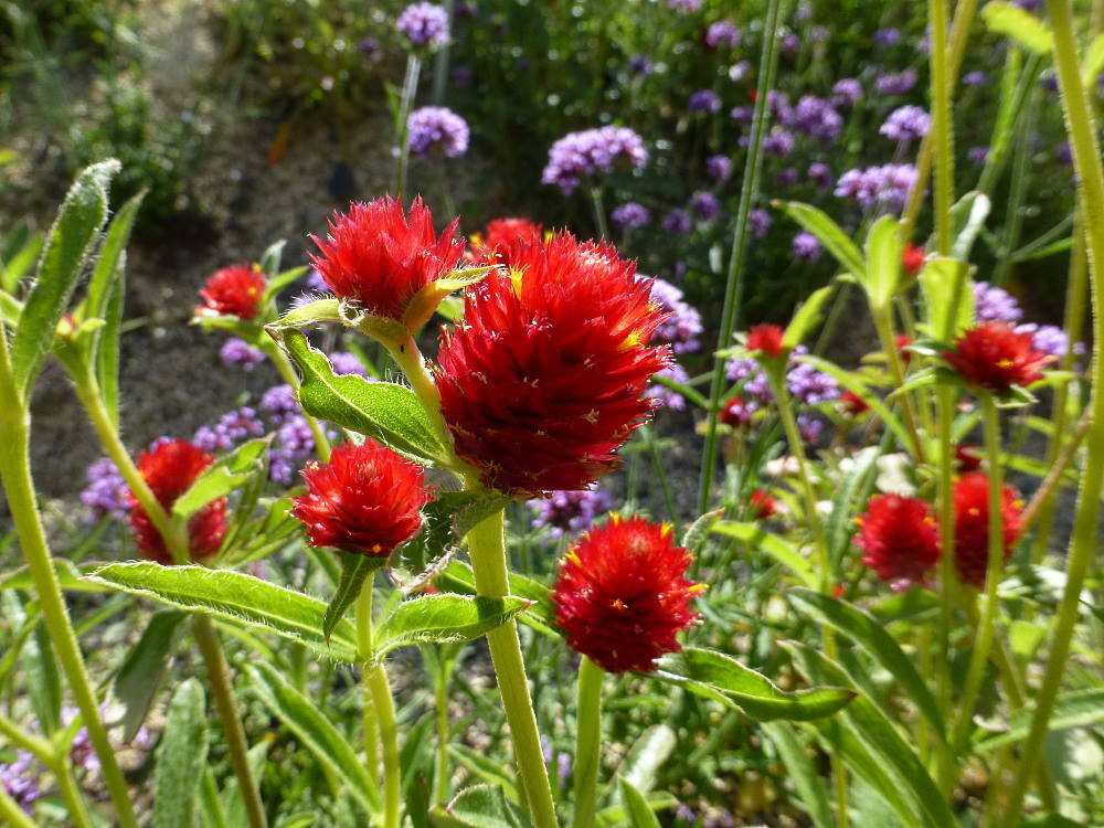 WIECZNIK KULISTY CZERWONY-GOMPHRENA HAAGEANA STRAWBERRY FIELDS