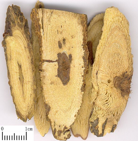 LUKRECJA URALSKA - GLYCYRRHIZA URALENSIS -SŁODZIK - obrazek 7