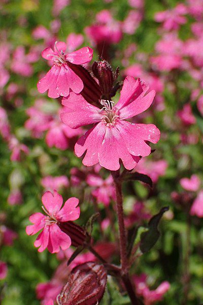 LEPNICA ZWARTA - SILENE COMPACTA - obrazek 2