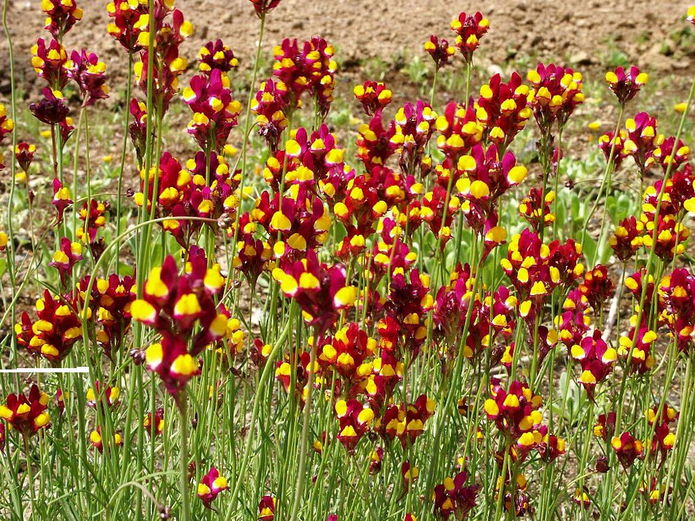 LNICA PINIFOLIA - LINARIA PINIFOLIA