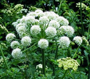 ARCYDZIĘGIEL CHIŃSKI - ŻEŃSKI ŻEŃ-SZEŃ - ANGELICA SINENSIS - DONG QUAI