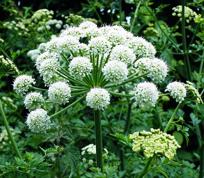 ARCYDZIĘGIEL CHIŃSKI - ŻEŃSKI ŻEŃ-SZEŃ - ANGELICA SINENSIS - DONG QUAI