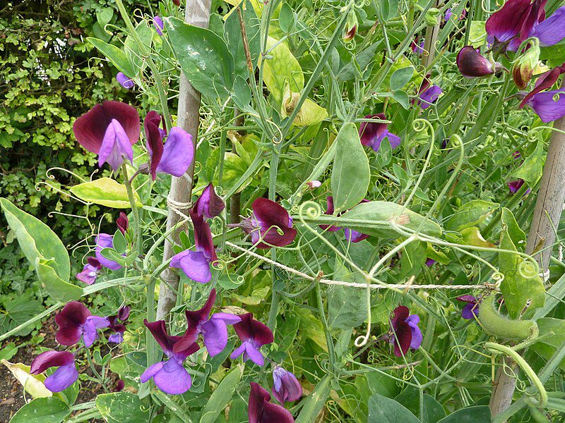 GROSZEK PACHNĄCY DWUKOLOROWY - LATHYRUS ODORATUS GRANDIFLORA CUPANI