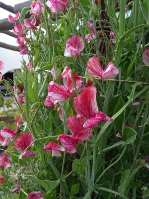 GROSZEK PACHNĄCY PASIASTY RÓŻOWY - LATHYRUS ODORATUS GRANDIFLORA AMERICA