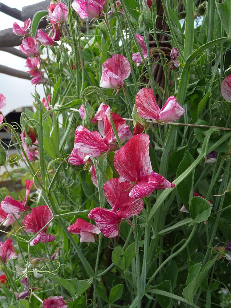 GROSZEK PACHNĄCY PASIASTY RÓŻOWY - LATHYRUS ODORATUS GRANDIFLORA AMERICA