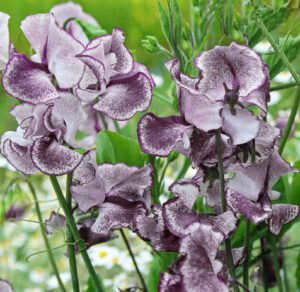 GROSZEK PACHNĄCY FIOLETOWO-SREBRNY - LATHYRUS ODORATUS SPENCER NIMBUS