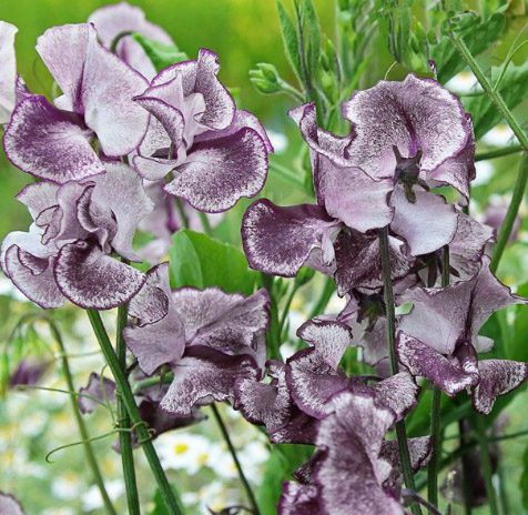 GROSZEK PACHNĄCY FIOLETOWO-SREBRNY - LATHYRUS ODORATUS SPENCER NIMBUS