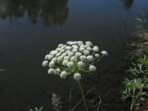 AMINEK WIELKI - NA ŁUSZCZYCĘ - AMMI MAJUS