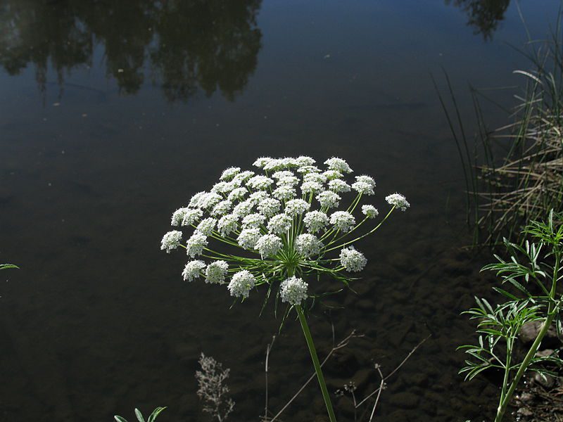 AMINEK WIELKI - NA ŁUSZCZYCĘ - AMMI MAJUS