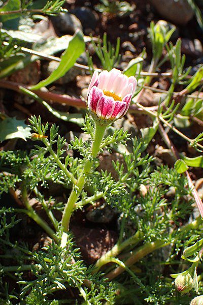 BERTRAM LEKARSKI MAROKAŃSKI - ANACYCLUS PYRETHRUM DEPRESSUS - obrazek 2