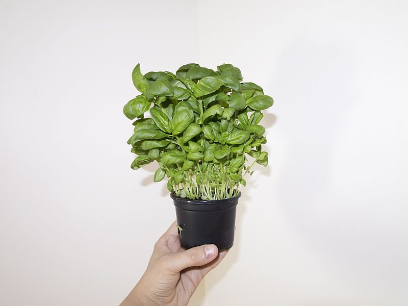 BAZYLIA CYNAMONOWA - OCIMUM BASILICUM - CINAMONETTE - obrazek 2
