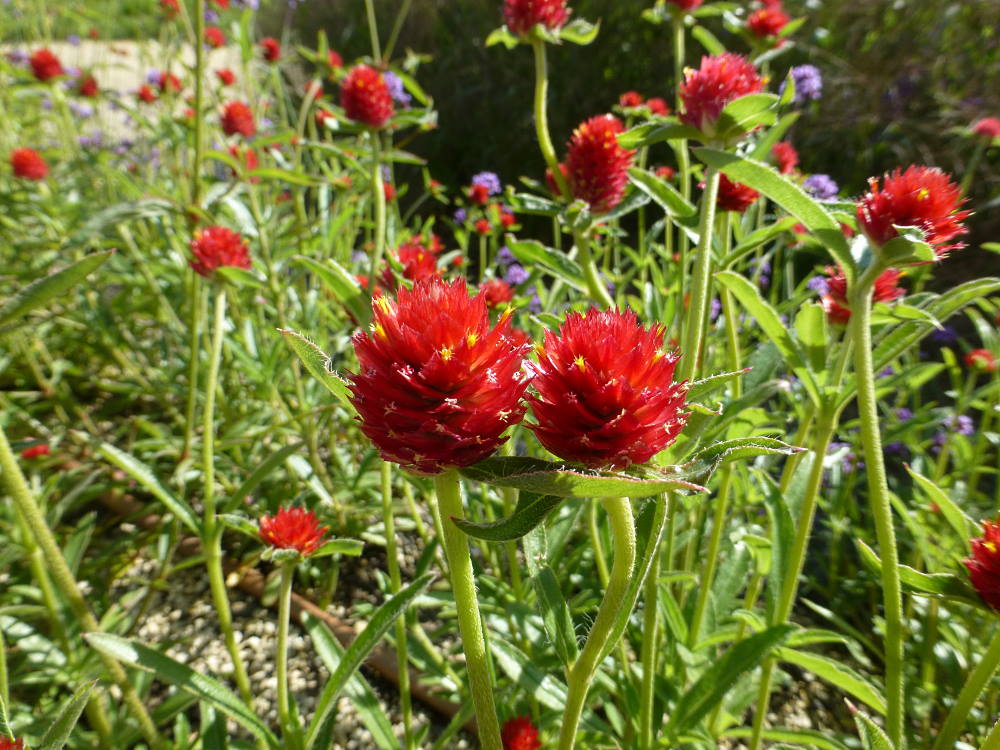 WIECZNIK KULISTY CZERWONY-GOMPHRENA HAAGEANA STRAWBERRY FIELDS - obrazek 2