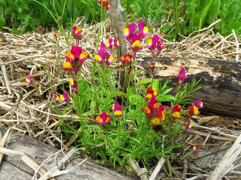 LNICA PINIFOLIA - LINARIA PINIFOLIA - obrazek 2