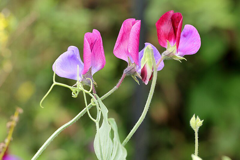 GROSZEK PACHNĄCY DWUKOLOROWY - LATHYRUS ODORATUS GRANDIFLORA CUPANI - obrazek 3