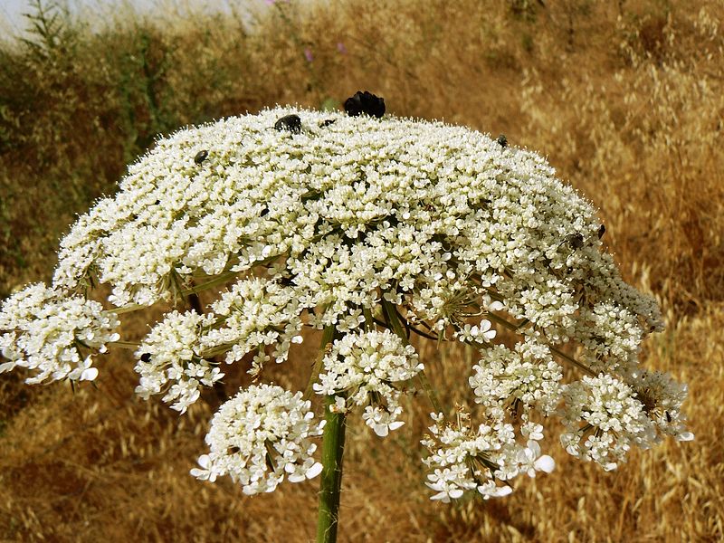 AMINEK WIELKI - NA ŁUSZCZYCĘ - AMMI MAJUS - obrazek 2