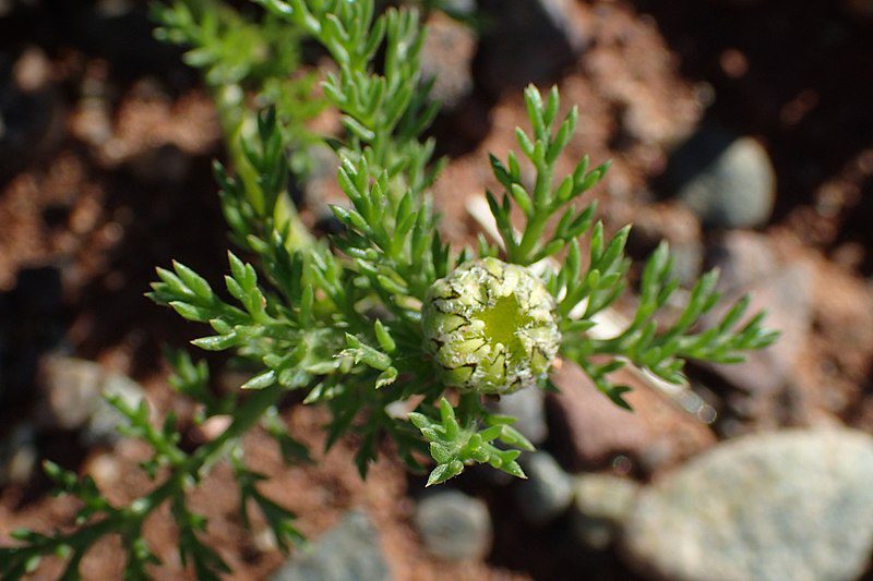 BERTRAM LEKARSKI MAROKAŃSKI - ANACYCLUS PYRETHRUM DEPRESSUS - obrazek 3
