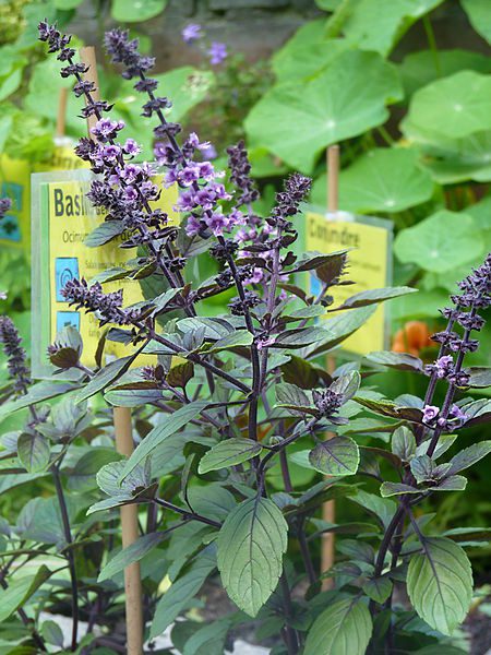BAZYLIA CYNAMONOWA - OCIMUM BASILICUM - CINAMONETTE - obrazek 3