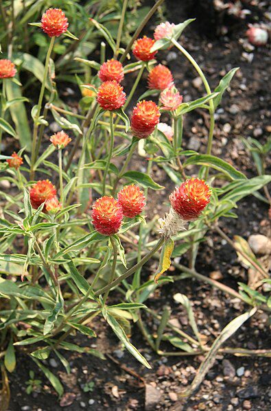 WIECZNIK KULISTY CZERWONY-GOMPHRENA HAAGEANA STRAWBERRY FIELDS - obrazek 3