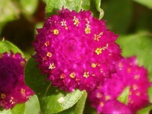 WIECZNIK KULISTY-MIX KOLORÓW- GOMPHRENA GLOBOSA